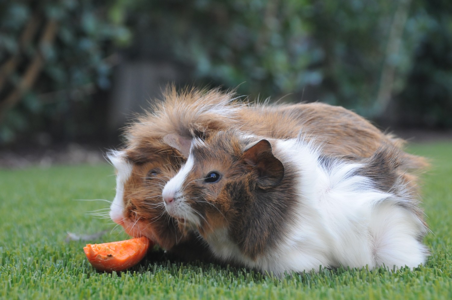 Guinea Pigs Eating Guinea Pigs Eating